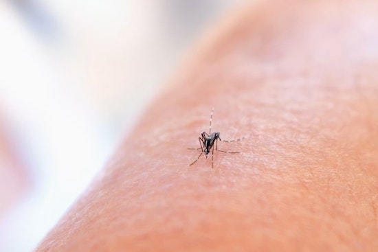 West Nile Scare Has Spray Trucks Rolling Through Dublin Tonight