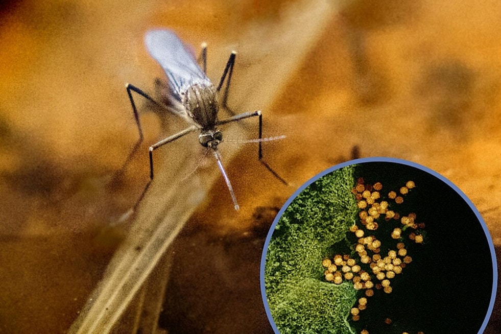 West Nile Scare: Two El Paso Seniors Stricken With Severe Cases