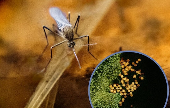 West Nile Scare: Two El Paso Seniors Stricken With Severe Cases
