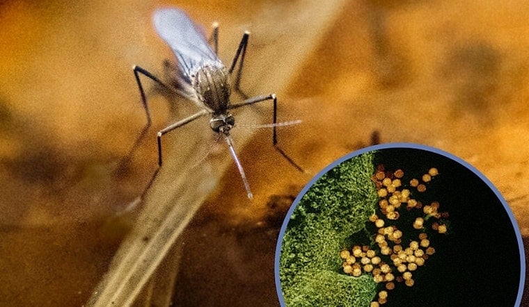 West Nile Scare: Two El Paso Seniors Stricken With Severe Cases