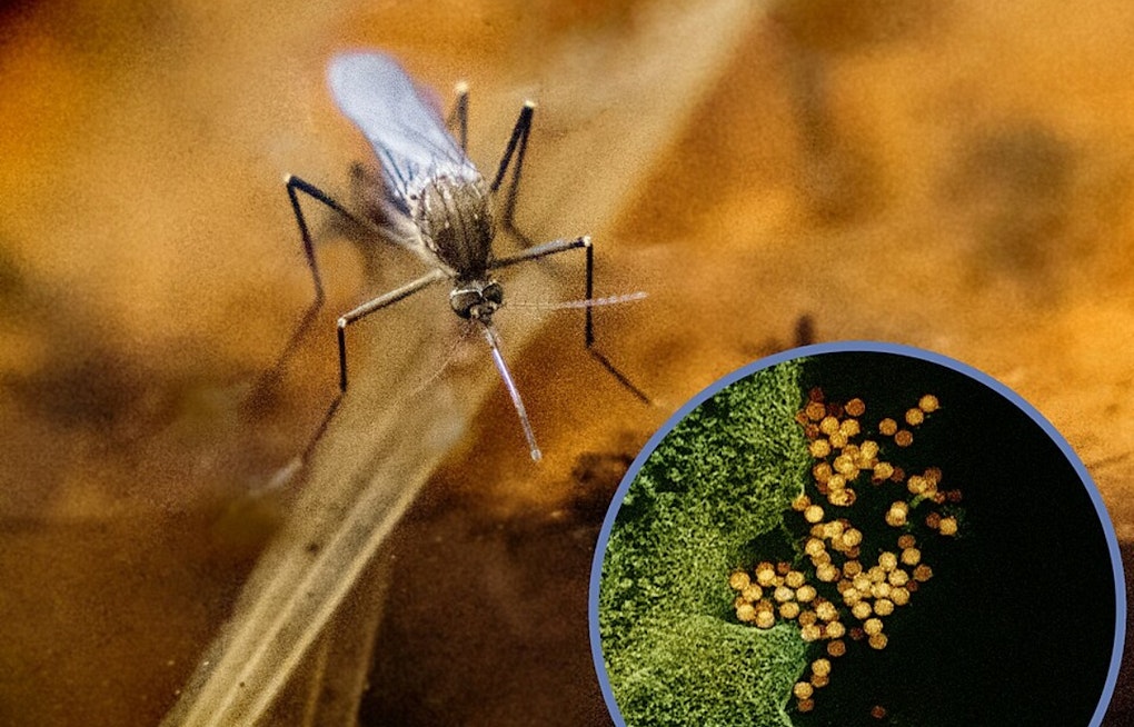 West Nile Scare: Two El Paso Seniors Stricken With Severe Cases