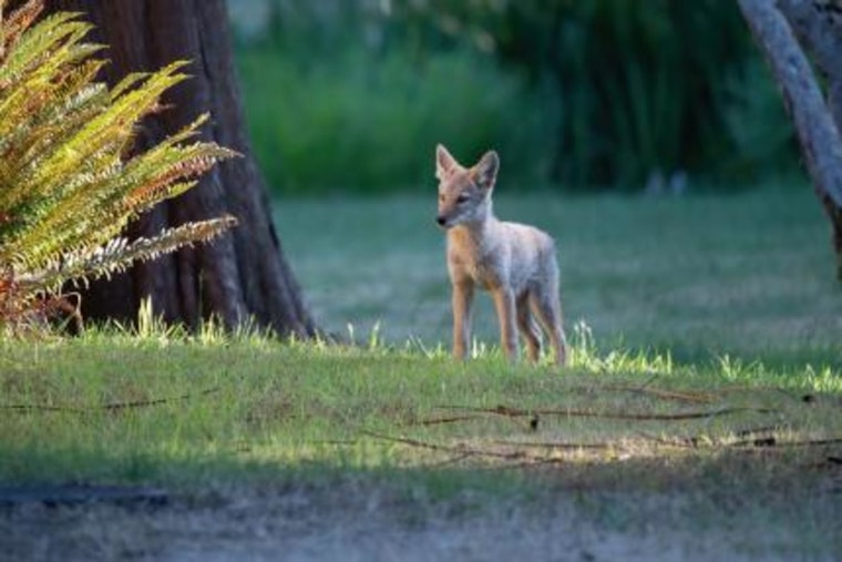 Coyote Double Feature Startles Arbor Heights, High Point Neighbors