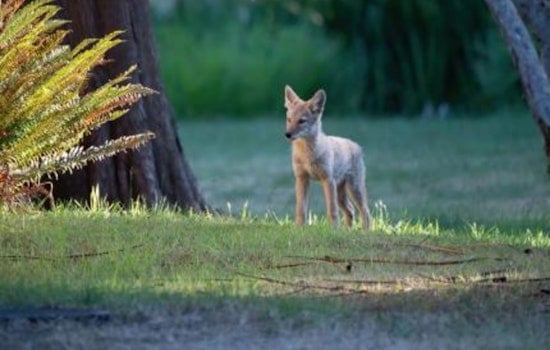 Coyote Double Feature Startles Arbor Heights, High Point Neighbors