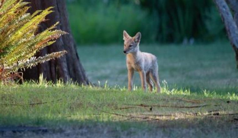Coyote Double Feature Startles Arbor Heights, High Point Neighbors