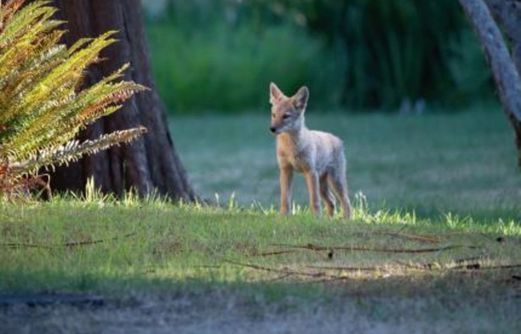 Coyote Double Feature Startles Arbor Heights, High Point Neighbors