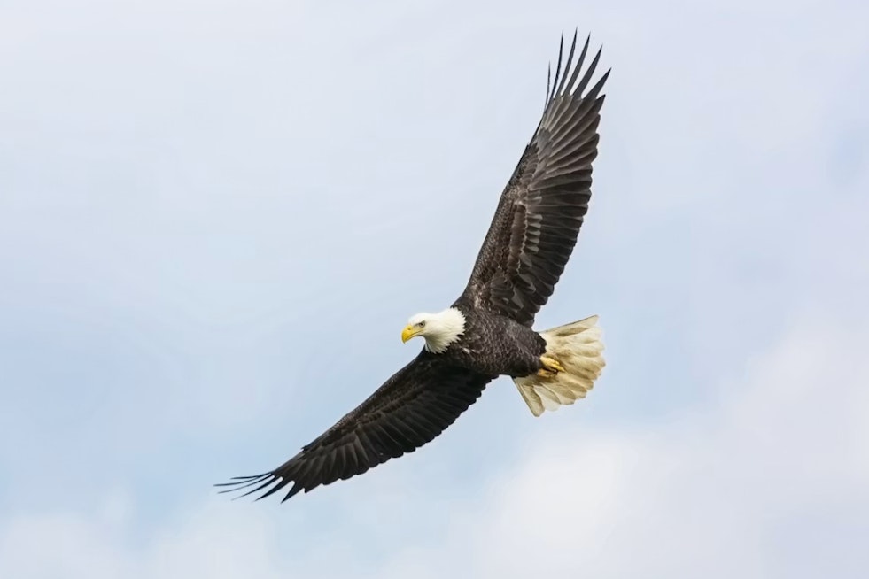 Wounded Bald Eagle Scooped Off Butler County Highway By Fast-Acting Deputies