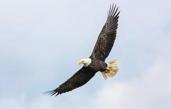 Wounded Bald Eagle Scooped Off Butler County Highway By Fast-Acting Deputies
