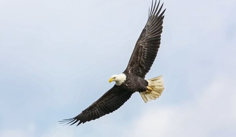Wounded Bald Eagle Scooped Off Butler County Highway By Fast-Acting Deputies