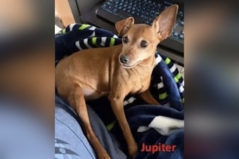 Yelm Cancer Patient’s Pup Vanishes After Rover Sitter Ghosts Family