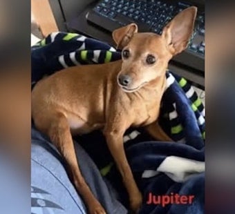 Yelm Cancer Patient’s Pup Vanishes After Rover Sitter Ghosts Family