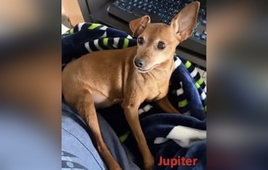 Yelm Cancer Patient’s Pup Vanishes After Rover Sitter Ghosts Family