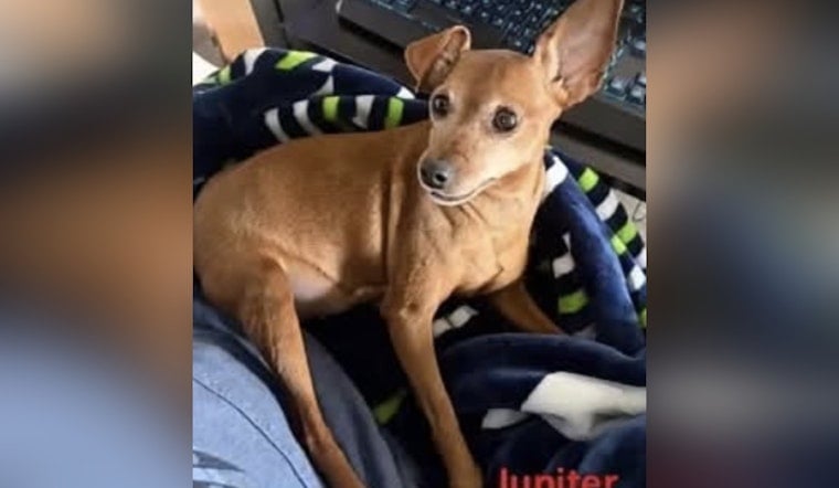 Yelm Cancer Patient’s Pup Vanishes After Rover Sitter Ghosts Family
