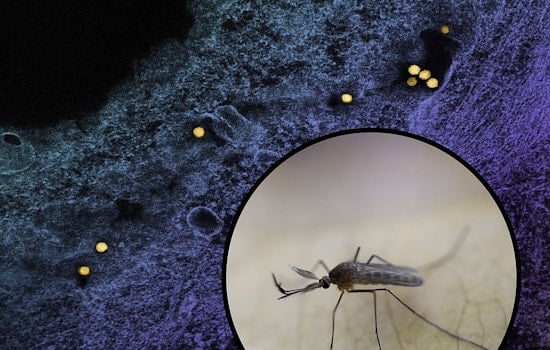 Yorkville Trap Nabs Kendall County's First West Nile Mosquito Batch