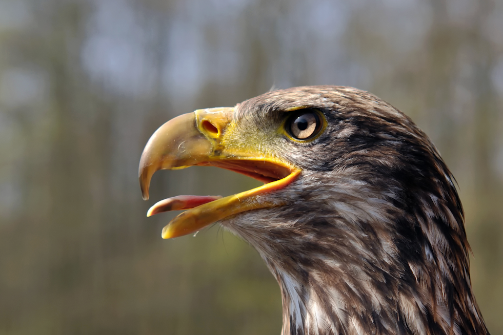 Young Eagle Dies After Likely Train Strike Near New Brighton