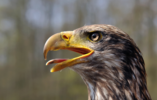 Young Eagle Dies After Likely Train Strike Near New Brighton