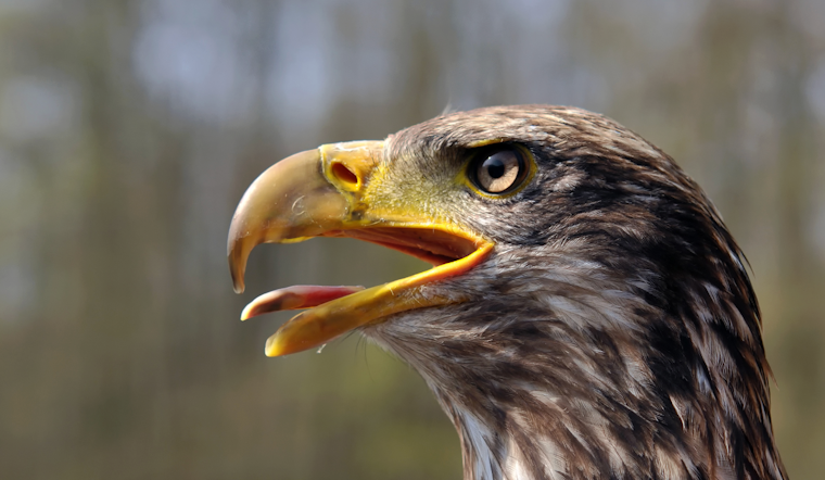 Young Eagle Dies After Likely Train Strike Near New Brighton