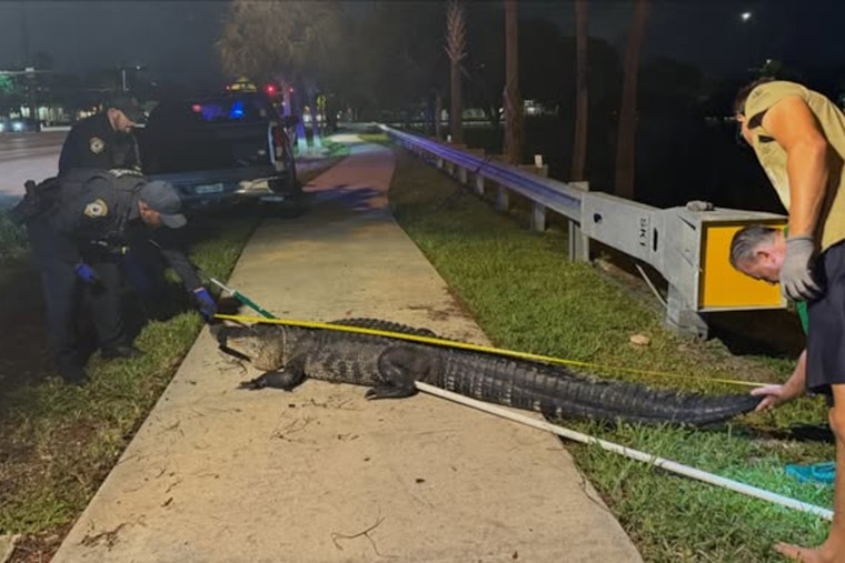 10-Foot Gator Camps Out by Coconut Creek High Days Before Classes Start