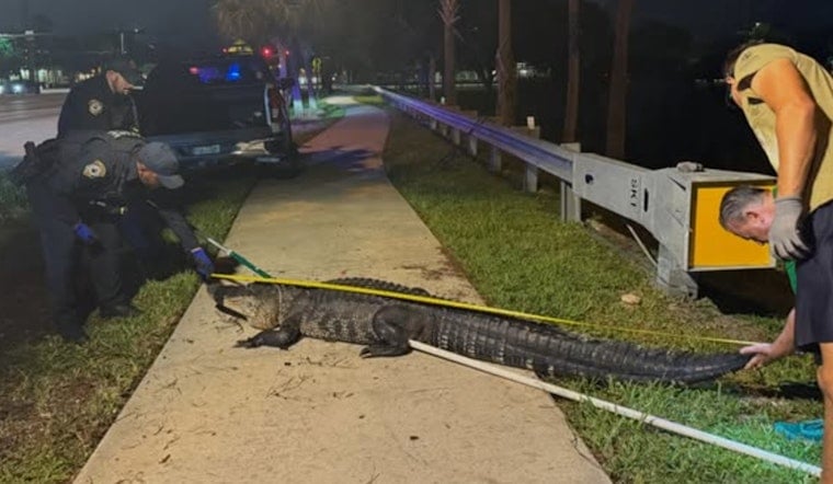 10-Foot Gator Camps Out by Coconut Creek High Days Before Classes Start