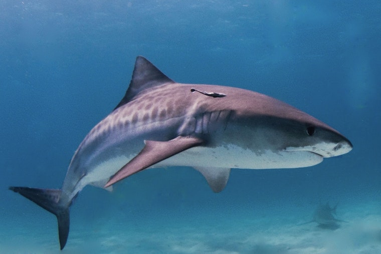 10-Foot Tiger Shark Spotted at Ala Moana Beach Park, Sparks Yellow-Flag Warning