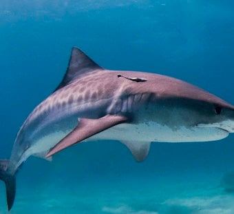 10-Foot Tiger Shark Spotted at Ala Moana Beach Park, Sparks Yellow-Flag Warning