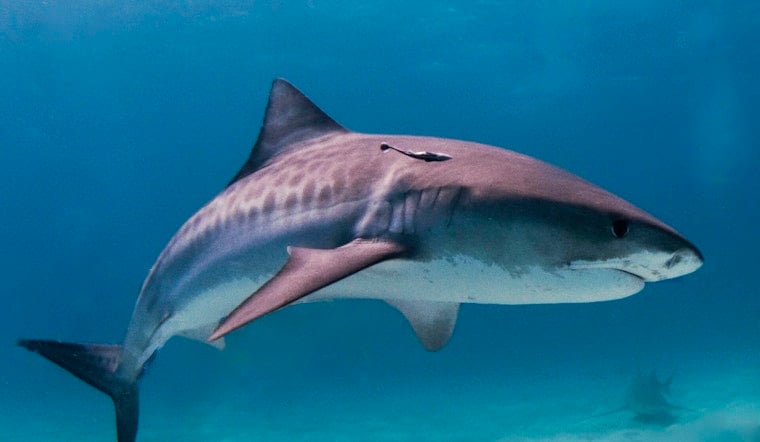 10-Foot Tiger Shark Spotted at Ala Moana Beach Park, Sparks Yellow-Flag Warning
