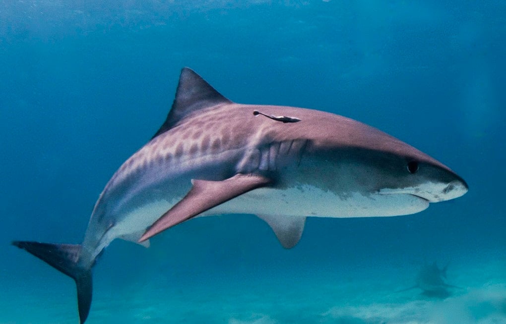10-Foot Tiger Shark Spotted at Ala Moana Beach Park, Sparks Yellow-Flag Warning