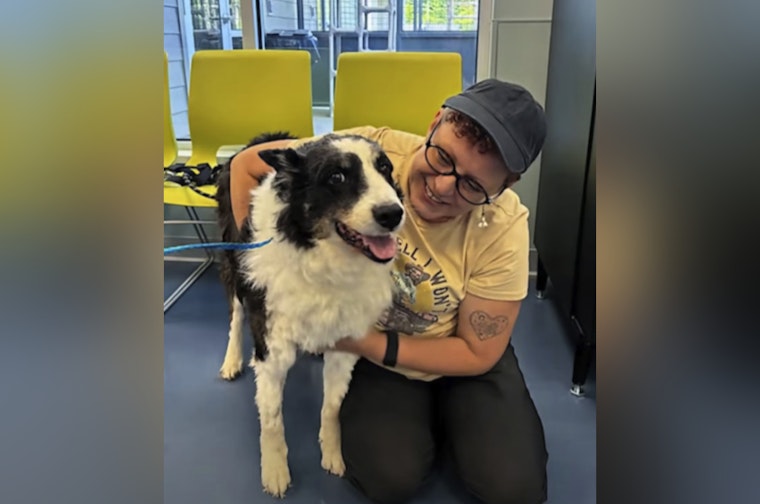 10-Year-Old Border Collie Turns Up 1,100 Miles From Home in North Carolina