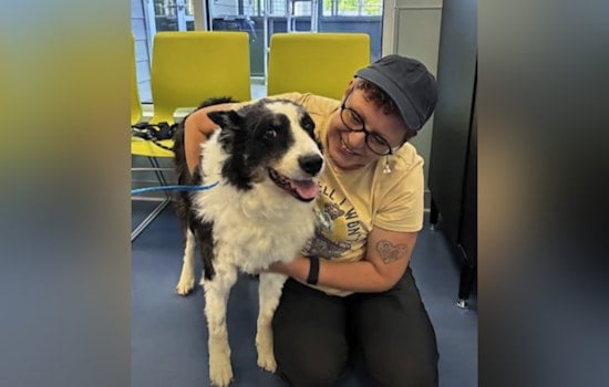 10-Year-Old Border Collie Turns Up 1,100 Miles From Home in North Carolina