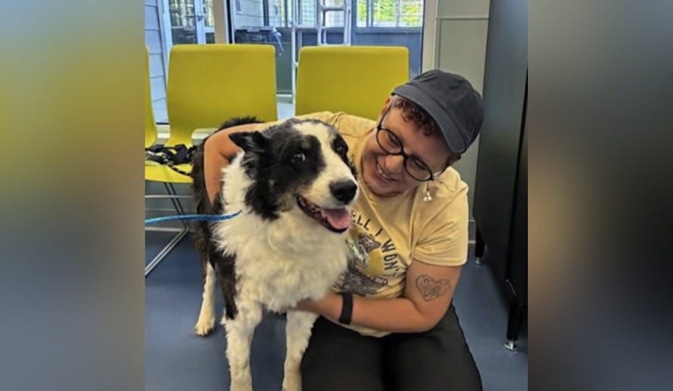 10-Year-Old Border Collie Turns Up 1,100 Miles From Home in North Carolina