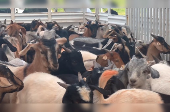 100 Goats Deployed to Clear Overgrown McAlester Prison Rodeo Arena