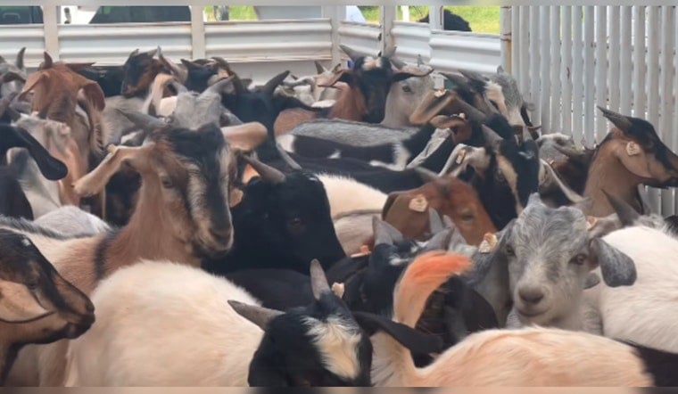 100 Goats Deployed to Clear Overgrown McAlester Prison Rodeo Arena