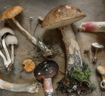 13 Sickened by Wild Mushrooms in Northeast Ohio, One Needs Liver Transplant