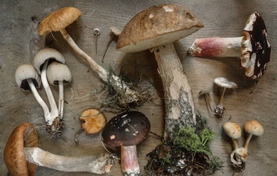 13 Sickened by Wild Mushrooms in Northeast Ohio, One Needs Liver Transplant