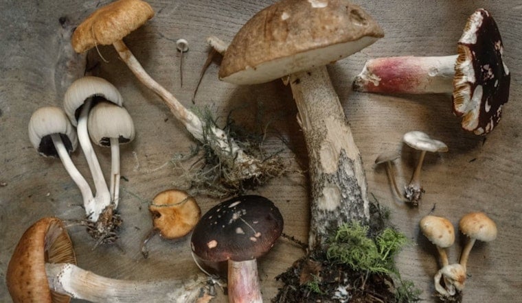 13 Sickened by Wild Mushrooms in Northeast Ohio, One Needs Liver Transplant