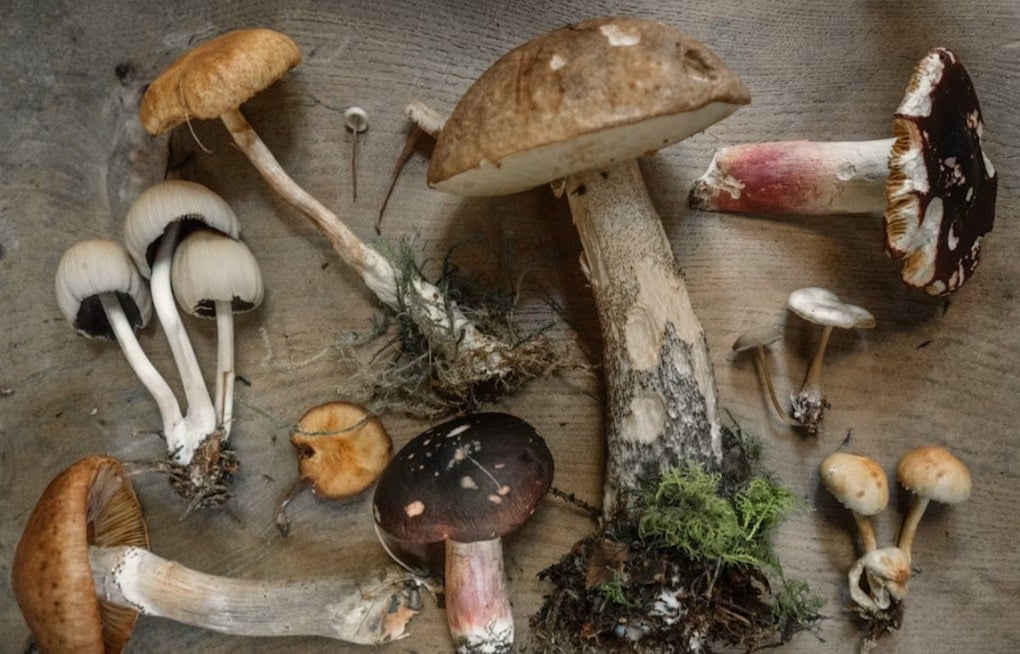 13 Sickened by Wild Mushrooms in Northeast Ohio, One Needs Liver Transplant