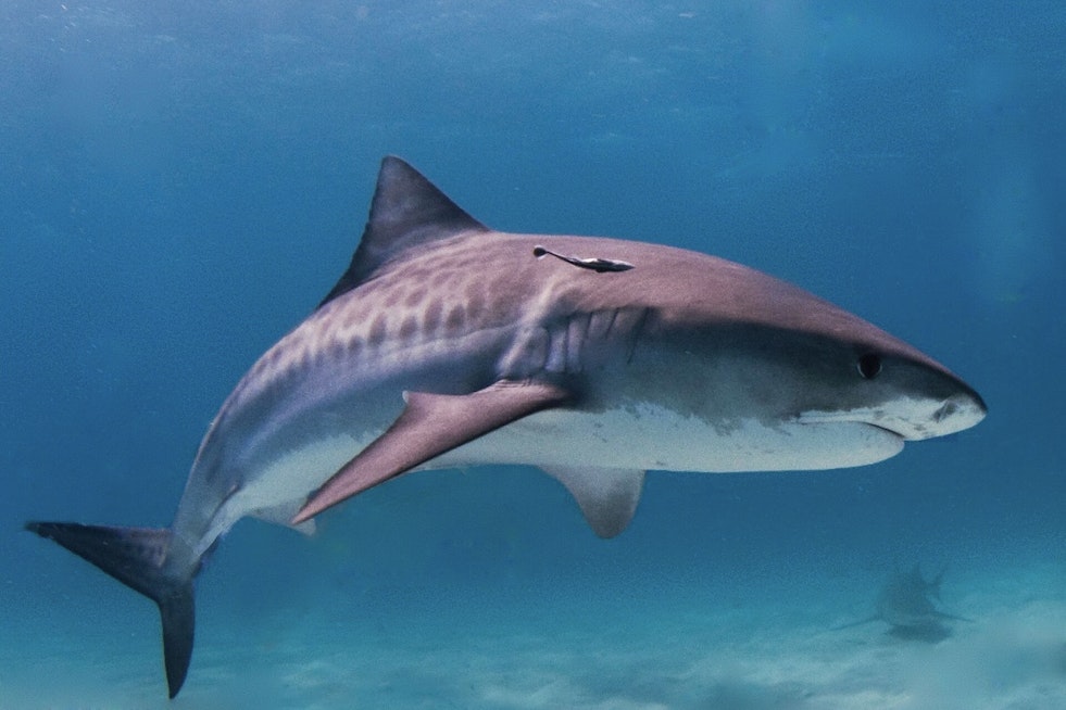 15-Foot Tiger Shark Clears the Water at Kauai’s Kekaha Beach as 'No-Swim' Signs Go Up