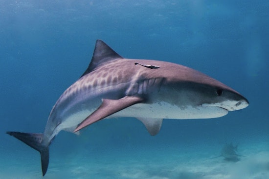 15-Foot Tiger Shark Clears the Water at Kauai’s Kekaha Beach as 'No-Swim' Signs Go Up