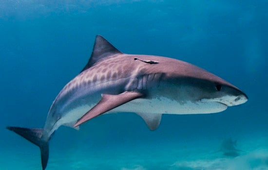 15-Foot Tiger Shark Clears the Water at Kauai’s Kekaha Beach as 'No-Swim' Signs Go Up