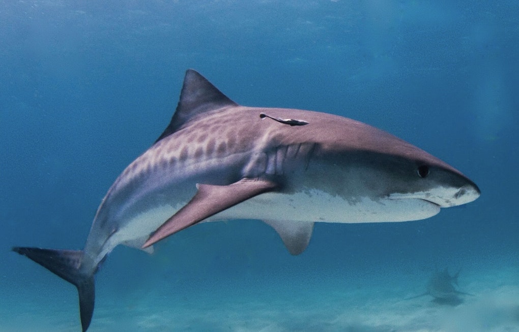 15-Foot Tiger Shark Clears the Water at Kauai’s Kekaha Beach as 'No-Swim' Signs Go Up