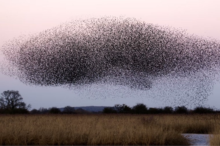 170 Million Birds to Fly Over Michigan Monday Night, U.P. Faces Heaviest Traffic