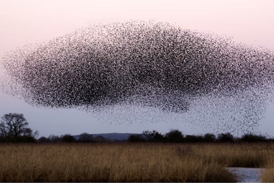 170 Million Birds to Fly Over Michigan Monday Night, U.P. Faces Heaviest Traffic