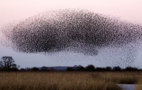 170 Million Birds to Fly Over Michigan Monday Night, U.P. Faces Heaviest Traffic