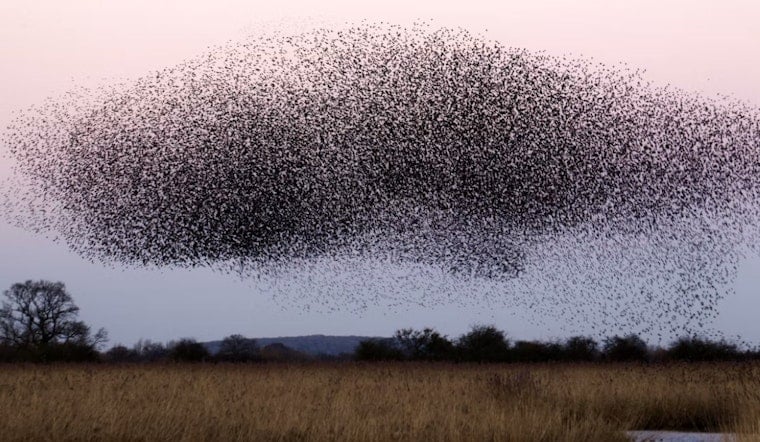 170 Million Birds to Fly Over Michigan Monday Night, U.P. Faces Heaviest Traffic