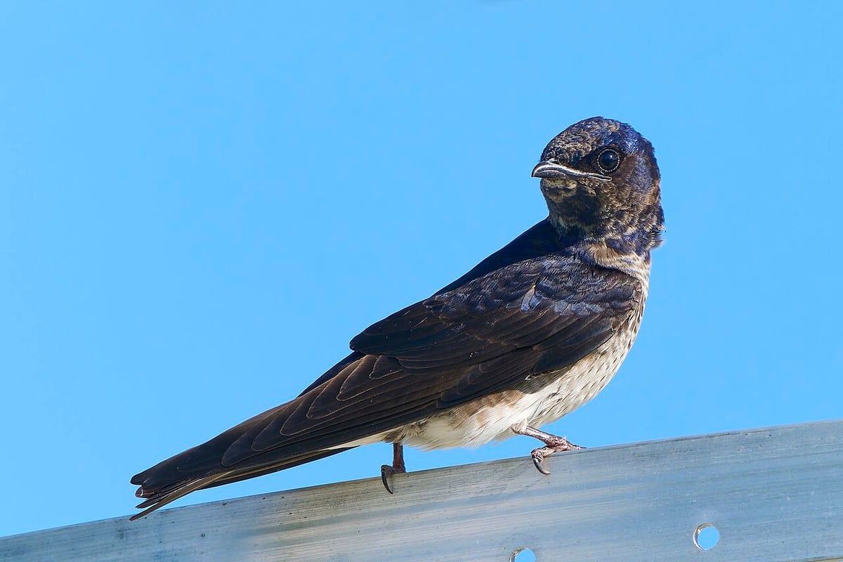20,000-Bird ‘Birdnado' Takes Over Katy Parking Lot In Houston's Hottest Summer Show