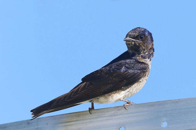 20,000-Bird ‘Birdnado’ Takes Over Katy Parking Lot In Houston’s Hottest Summer Show