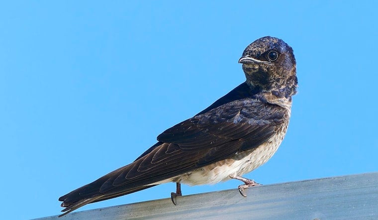 20,000-Bird ‘Birdnado’ Takes Over Katy Parking Lot In Houston’s Hottest Summer Show