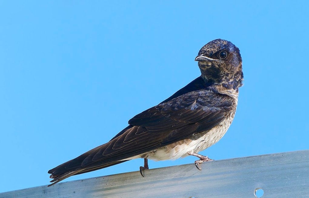 20,000-Bird ‘Birdnado’ Takes Over Katy Parking Lot In Houston’s Hottest Summer Show