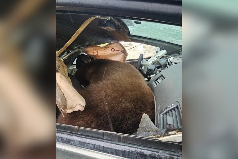 250-Pound Bear Dies Trapped in Colorado Springs Car During Record Heat