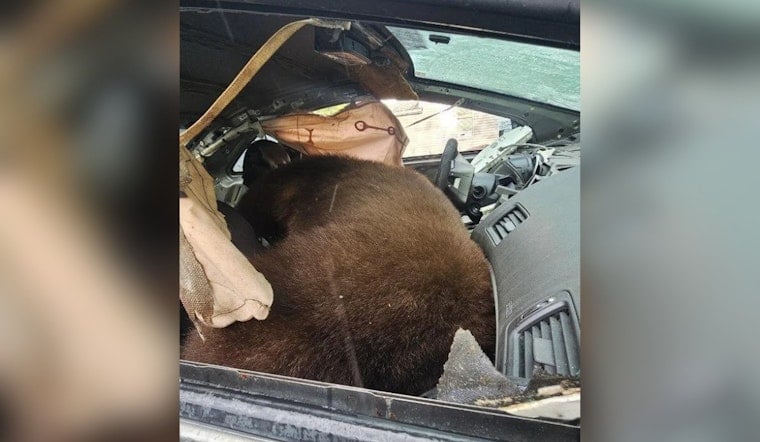 250-Pound Bear Dies Trapped in Colorado Springs Car During Record Heat