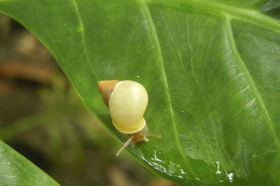 34 Rare Guam Snails Escape Typhoon Bavi, Find New Home at St. Louis Zoo